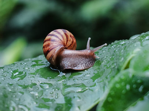La Foire aux escargots 205 à Boissueil