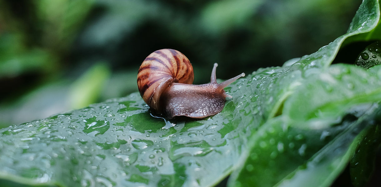 La Foire aux escargots 205 à Boissueil