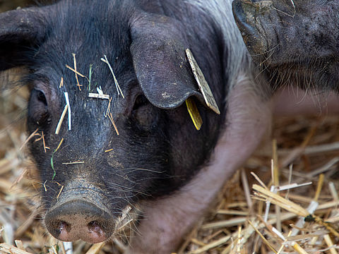Fête du cochon à Eyjeaux 87 2025